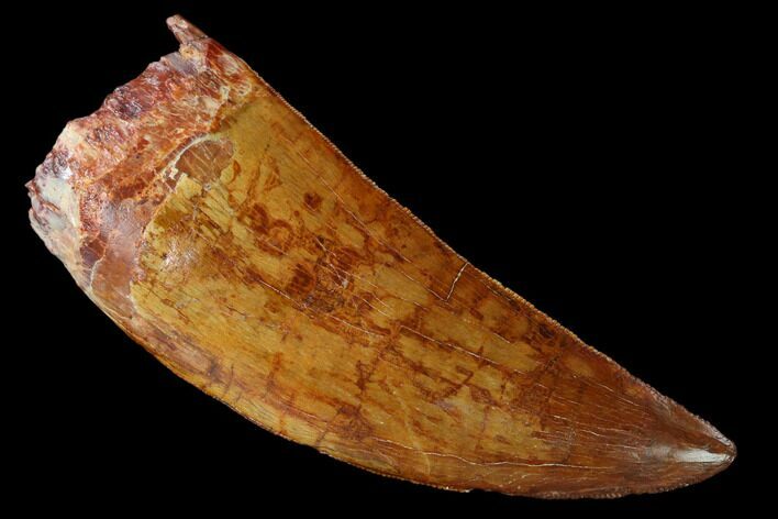 Serrated Carcharodontosaurus Tooth - Monster Theropod Tooth #159450